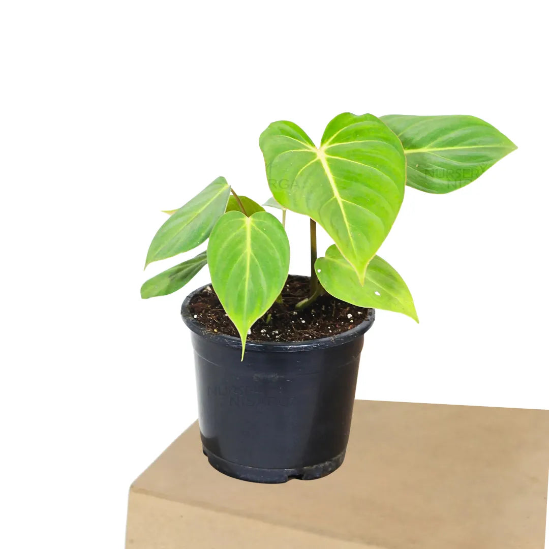 Buy Philodendron Gloriosum - Plant Online at Lalitenterprise