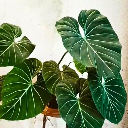 Buy  Philodendron Gloriosum - Plant Online at Lalitenterprise