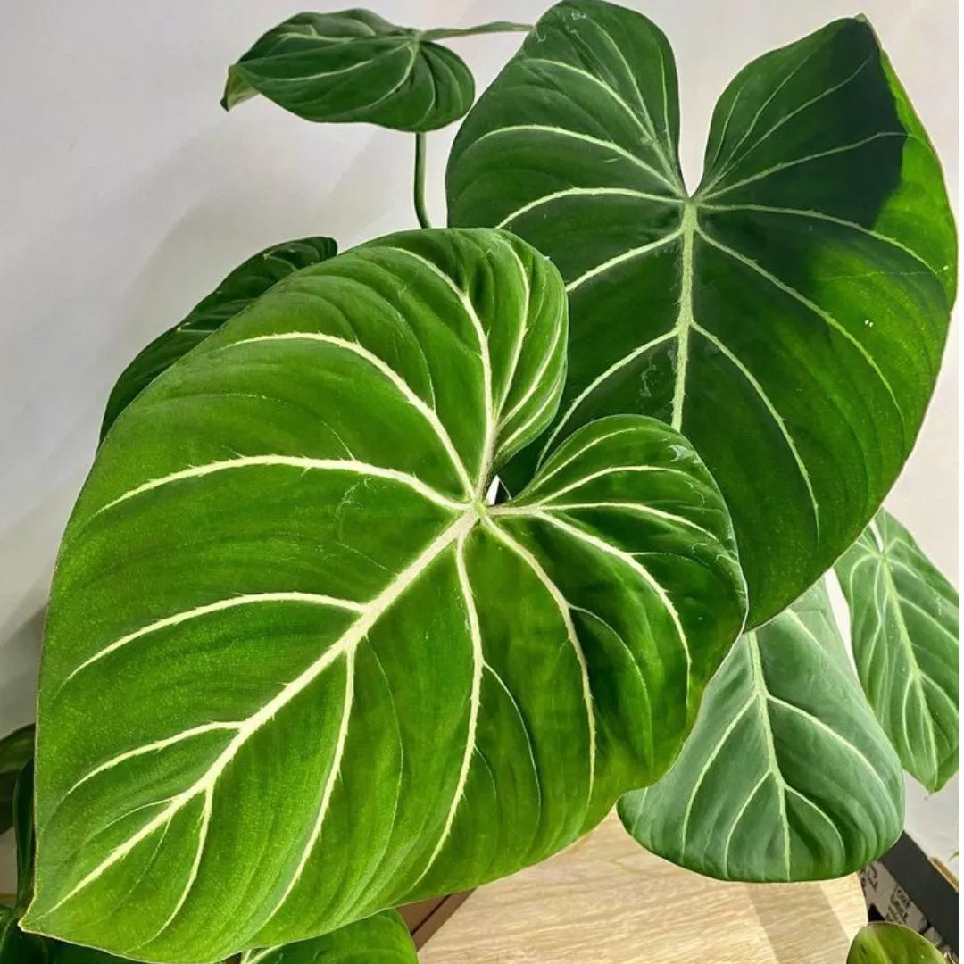 Buy Philodendron Gloriosum - Plant Online at Lalitenterprise