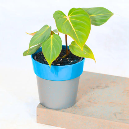 Buy Philodendron Gloriosum - Plant Online at Lalitenterprise