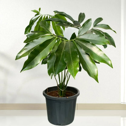 philodendron glaucaphyllum Philodendron Goeldii (Thaumatophyllum Spruceanum)