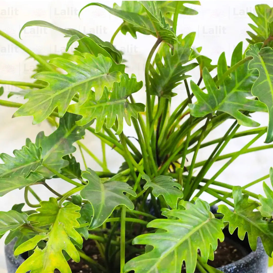 Buy Philodendron 'Xanadu' Green (Thaumatophyllum Xanadu) -Plant Online at Lalitenterprise