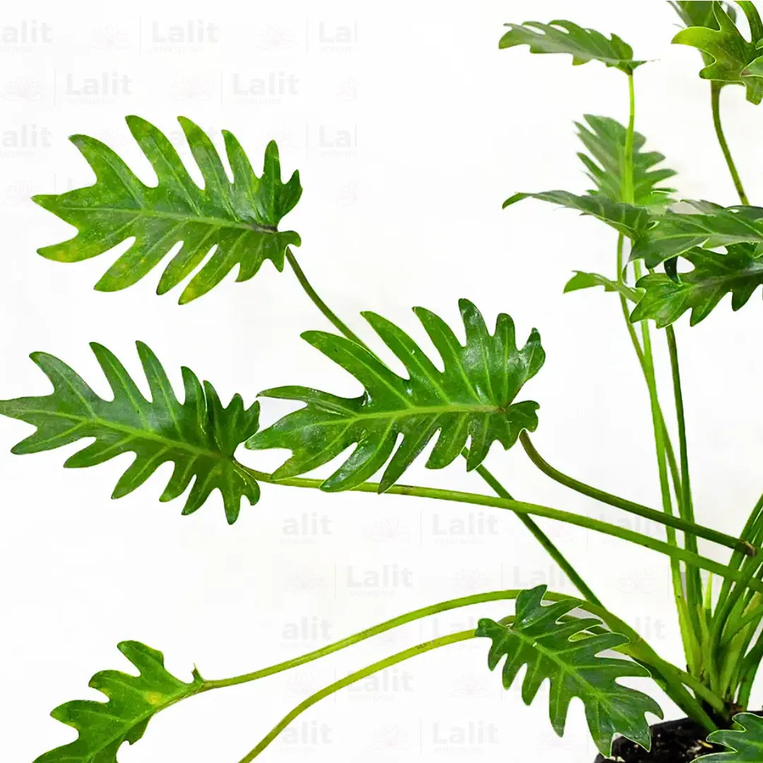 Buy Thaumatophyllum Xanadu -Plant Online at Lalitenterprise