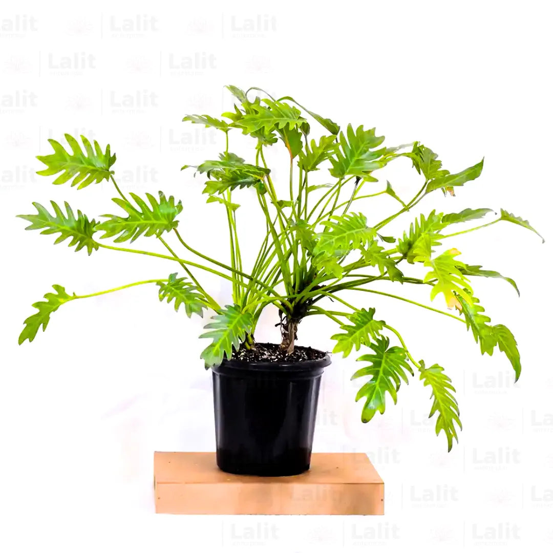 Buy Philodendron 'Xanadu' Green -Plant Online at Lalitenterprise