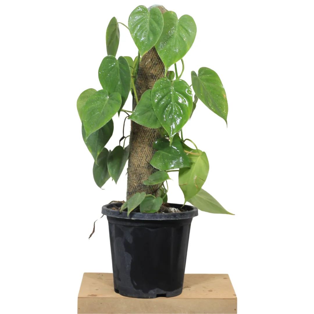 Buy Heartleaf Philodendron Plant with Coir Stick Online at Lalitenterprise