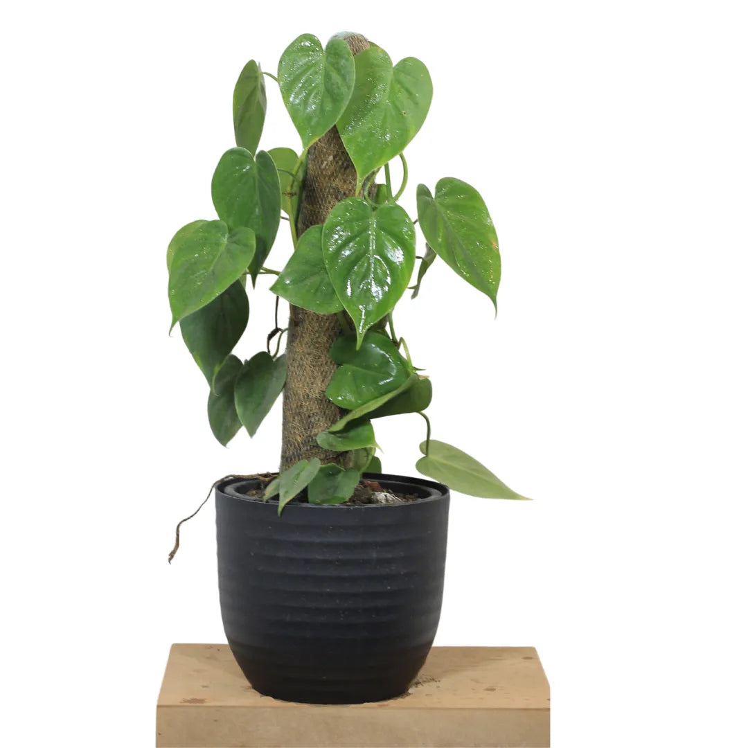 Buy Heartleaf Philodendron Plant with Coir Stick Online at Lalitenterprise