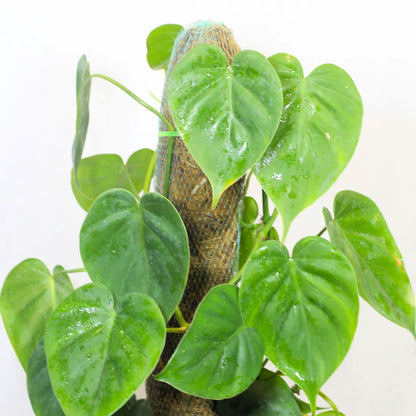 Buy Heartleaf Philodendron Plant with Coir Stick Online at Lalitenterprise