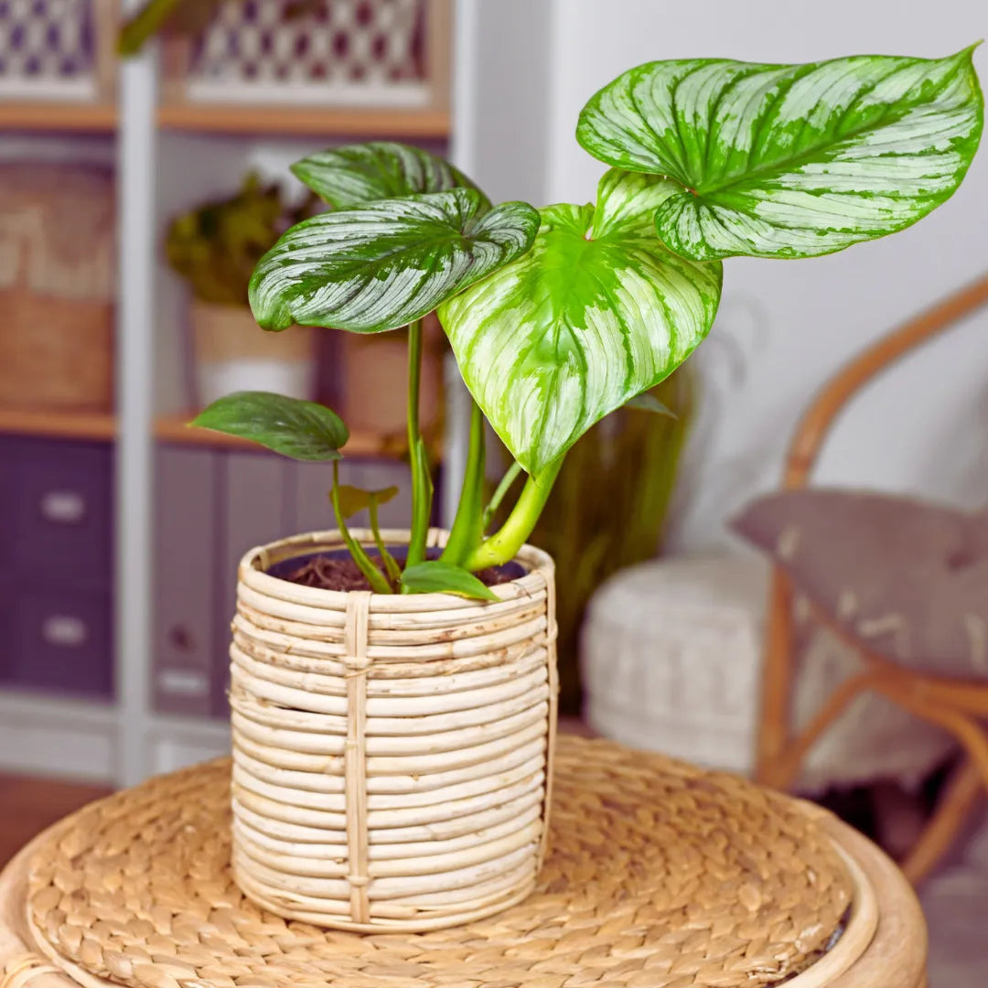 Buy Philodendron Mamei | Silver Cloud - Plant Online at Lalitenterprise