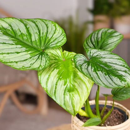 Buy Philodendron Silver Cloud - Plant Online at Lalitenterprise