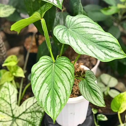 Buy Philodendron Silver Cloud - Plant Online at Lalitenterprise