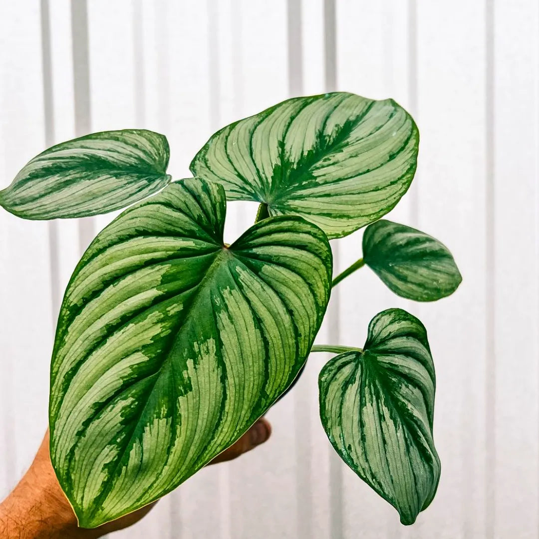 Buy Philodendron Mamei | Silver Cloud - Plant Online at Lalitenterprise
