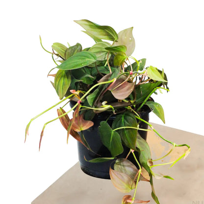 Buy Velvet Leaf Philodendron - Plant Online at Lalitenterprise