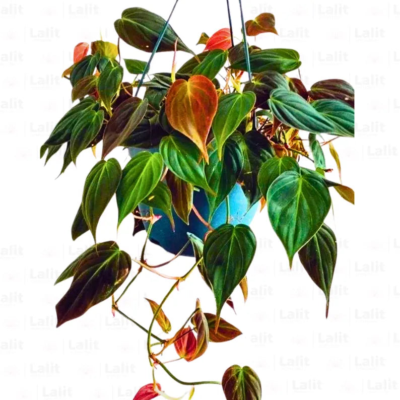 Buy Philodendron Micans Plant Online at Lalitenterprise