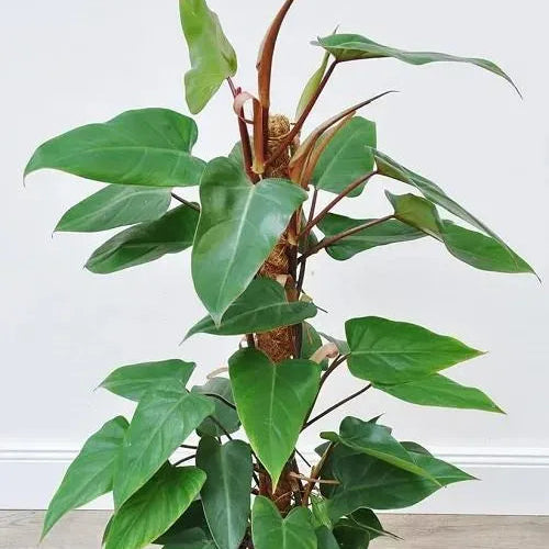 Buy Philodendron ‘Red Emerald’ - Plant Online at Lalitenterprise