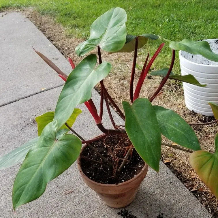 Buy Philodendron ‘Red Emerald’ - Plant Online at Lalitenterprise