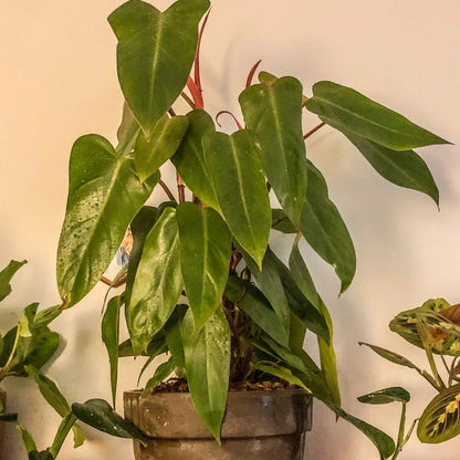 Buy Philodendron ‘Red Emerald’ - Plant Online at Lalitenterprise