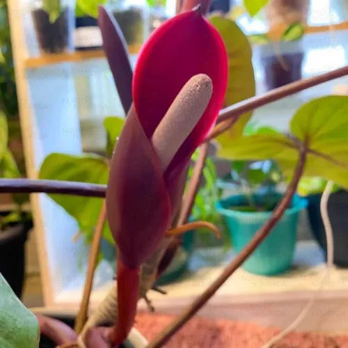 Buy Philodendron ‘Red Emerald’ - Plant Online at Lalitenterprise