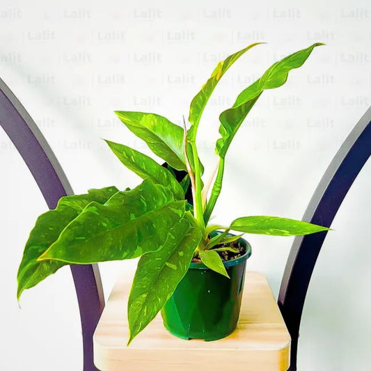 Buy Philodendron 'Ring of Fire' - Plant Online at Lalitenterprise