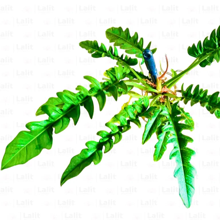 Buy Philodendron 'Ring of Fire' - Plant Online at Lalitenterprise