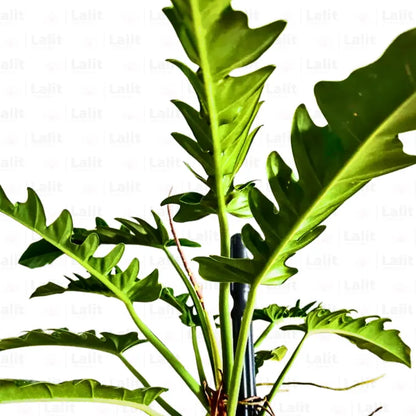 Buy Philodendron 'Ring of Fire' - Plant Online at Lalitenterprise