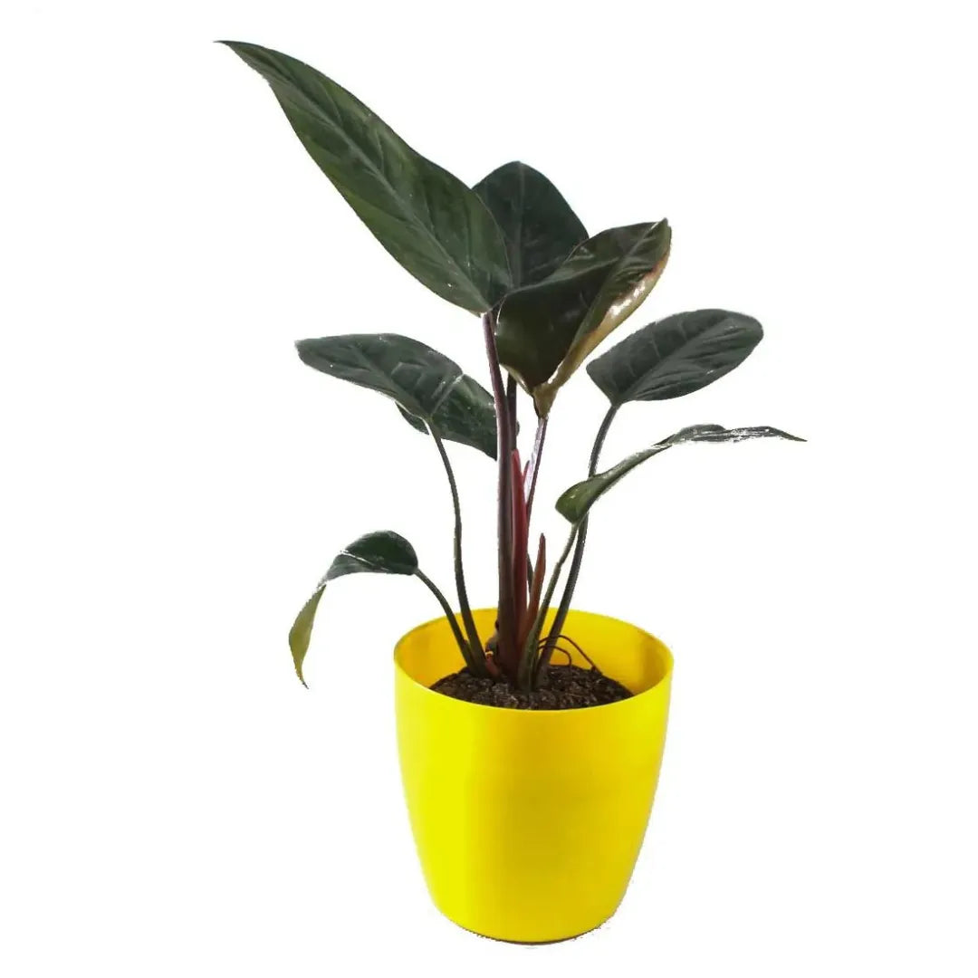 Buy Philodendron Rojo Congo "Multiple Shoots" - Plant Online at Lalitenterprise