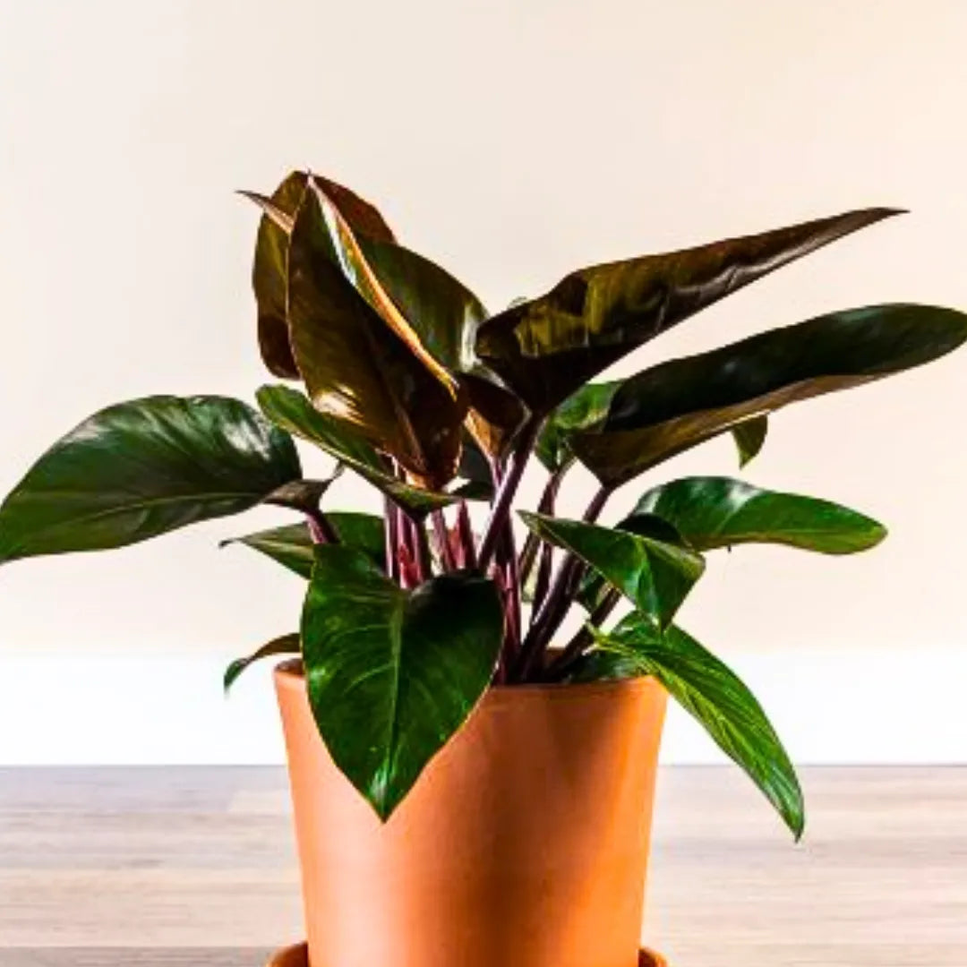 Buy Philodendron Rojo Congo "Multiple Shoots" - Plant Online at Lalitenterprise