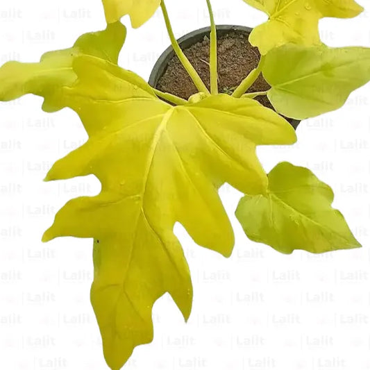 Buy Philodendron Selloum "Golden" - Plant Online at Lalitenterprise