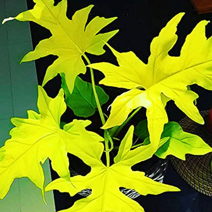 Buy Philodendron Selloum "Golden" - Plant Online at Lalitenterprise