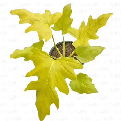 Buy Philodendron Selloum "Golden" - Plant Online at Lalitenterprise