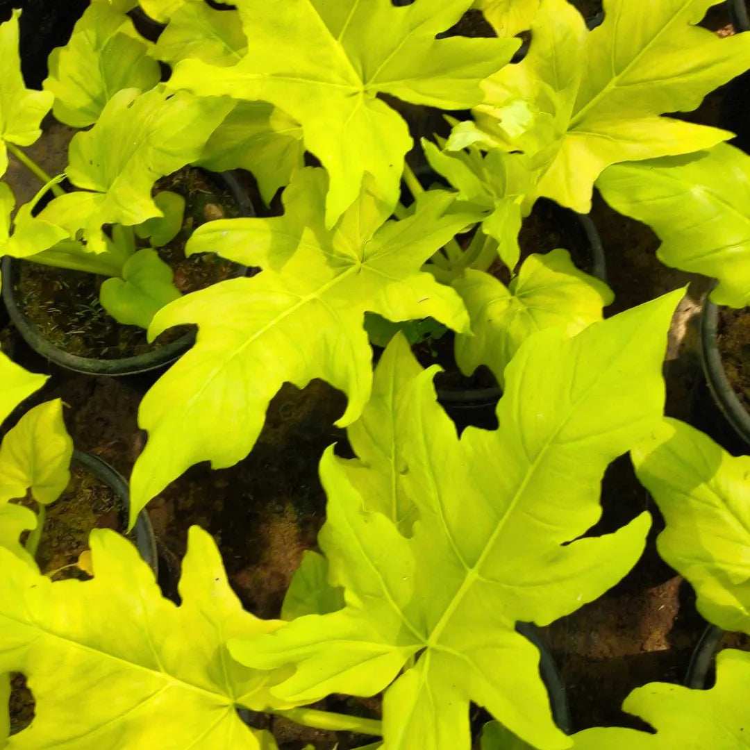 japanese philodendron Philodendron Selloum "Golden"