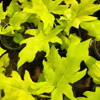 philodendron golden selloum Philodendron Selloum "Golden"