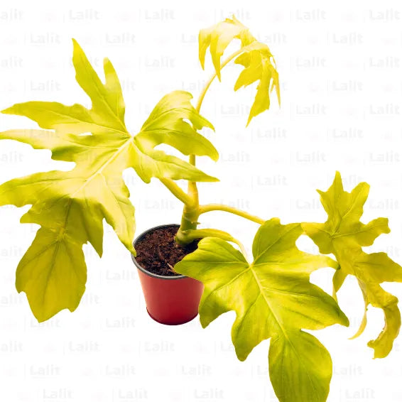 Buy Philodendron Selloum "Golden" - Plant Online at Lalitenterprise
