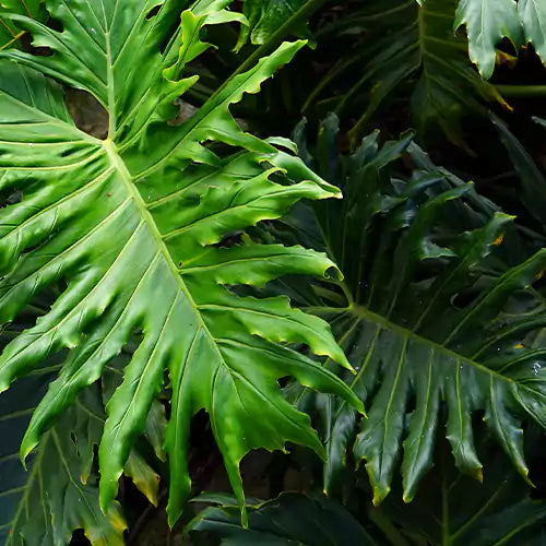 Buy Philodendron Selloum "Hope" (Thaumatophyllum Bipinnatifidum) - Plant Online at Lalitenterprise
