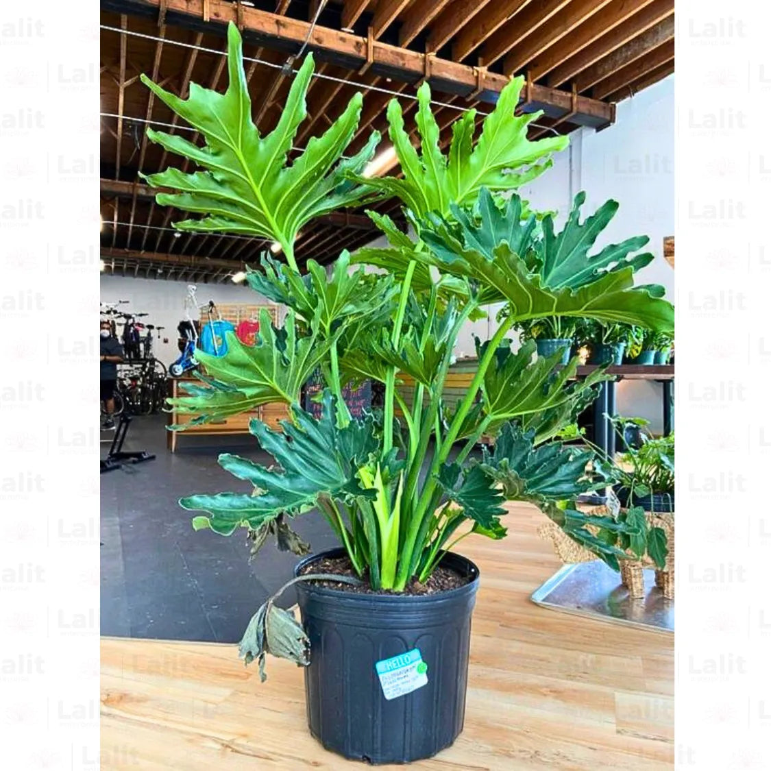 philodendron hope buy Philodendron Selloum "Hope" (Thaumatophyllum Bipinnatifidum)