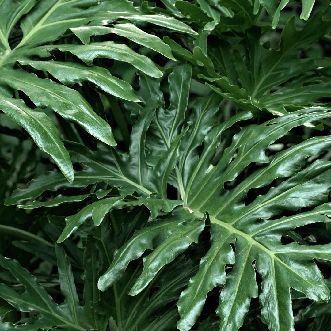 philodendron hope plant Philodendron Selloum "Hope" (Thaumatophyllum Bipinnatifidum)