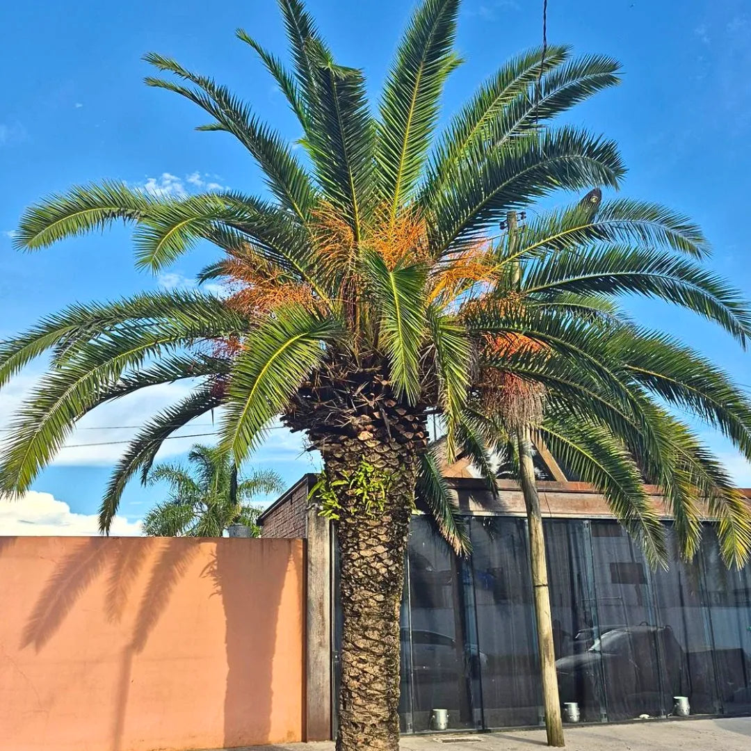 phoenix palm tree plants Phoenix Palm (Phoenix Canariensis)