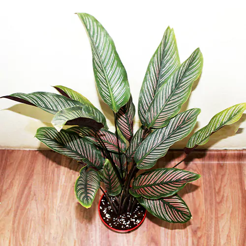 Buy Pin-stripe Calathea | Calathea Ornata – Plant Online at Lalitenterprise