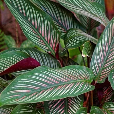 Buy Pin-stripe Calathea | Calathea Ornata – Plant Online at Lalitenterprise