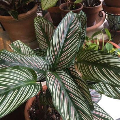 Buy Pin-stripe Calathea | Calathea Ornata – Plant Online at Lalitenterprise