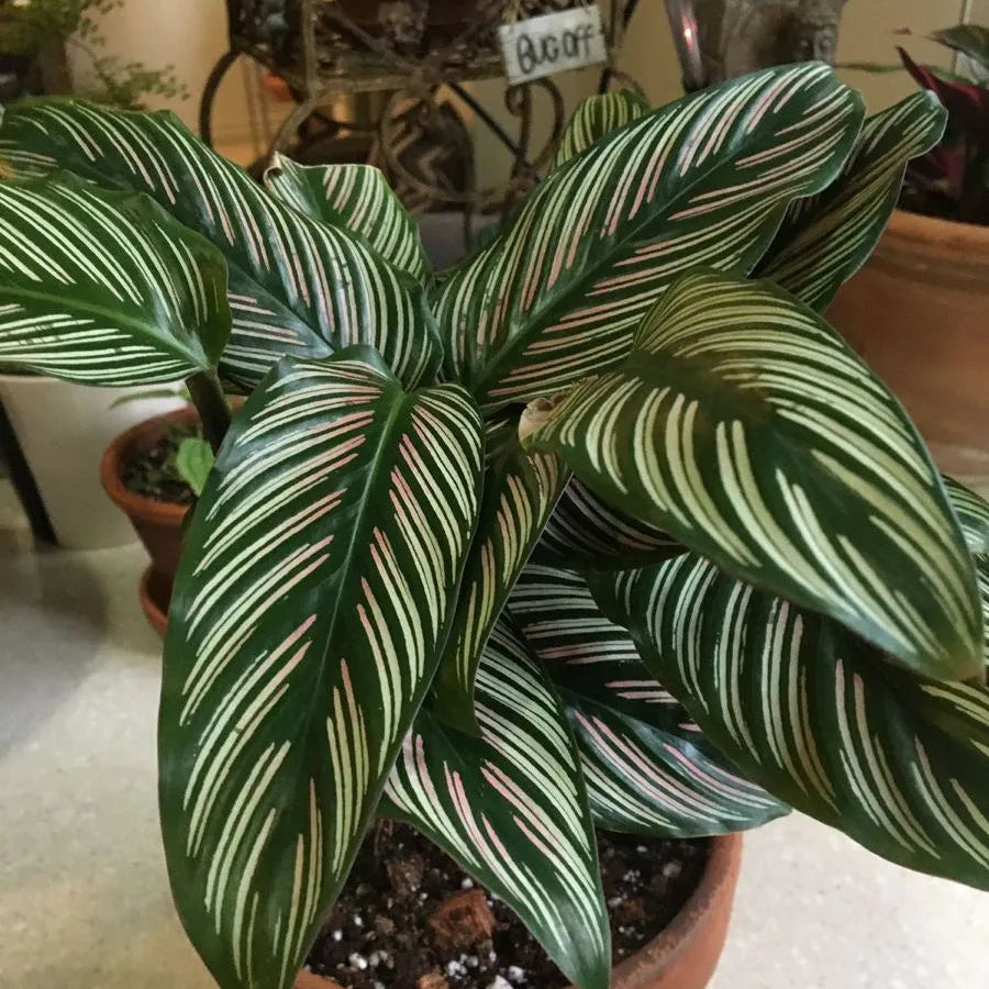 Buy Pin-stripe Calathea | Calathea Ornata – Plant Online at Lalitenterprise