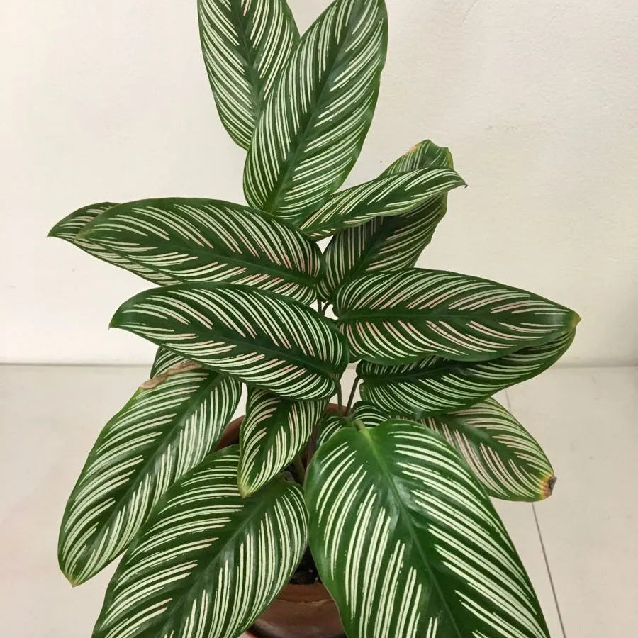 Buy Pin-stripe Calathea | Calathea Ornata – Plant Online at Lalitenterprise
