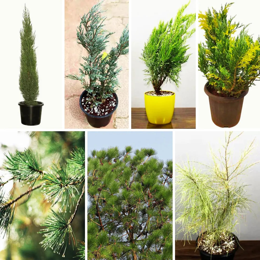 Buy Pine Plants (Combo Pack of 7) Online at Lalitenterprise