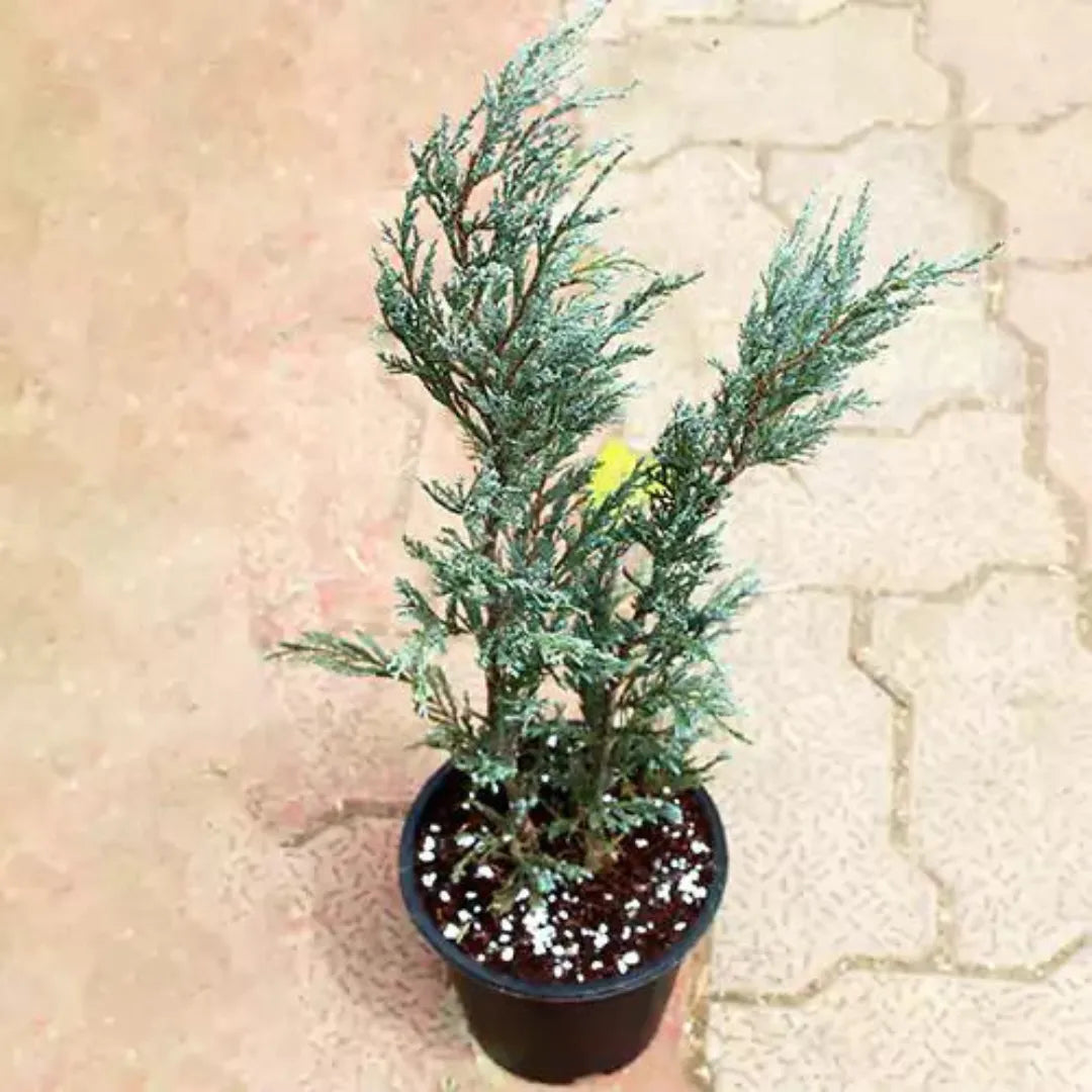 Buy Pine Plants Online at Lalitenterprise