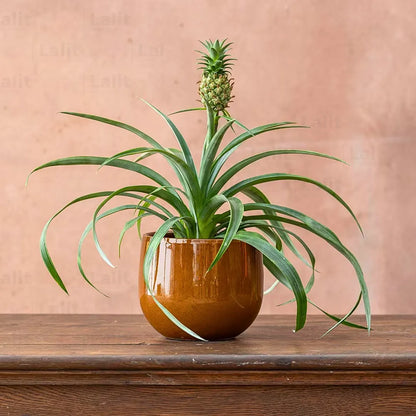 pineapple plant ananas comosus Pineapple (Ananas Comosus)