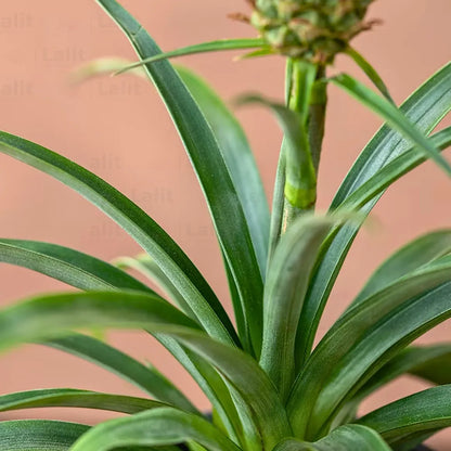 buy pineapple plant online india Pineapple (Ananas Comosus)