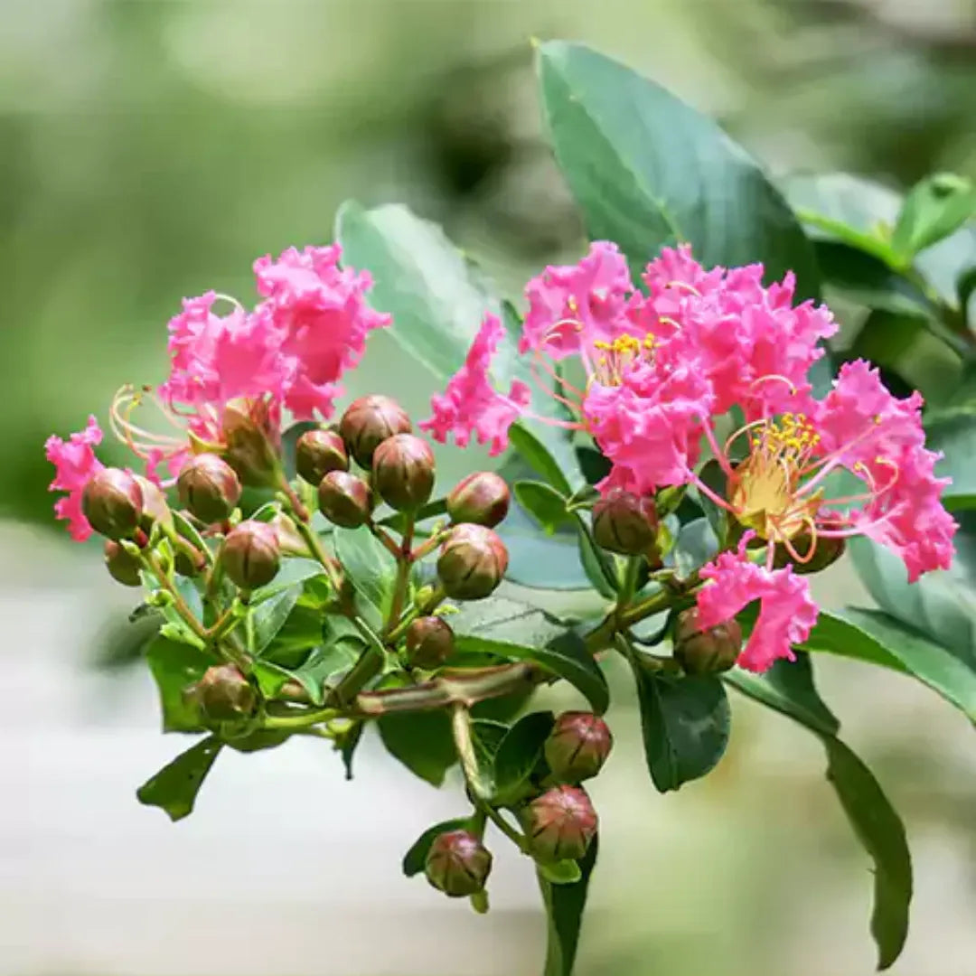 Buy Pink Crape Myrtle (Lagerstroemia Indica) - Plant Online at Lalitenterprise