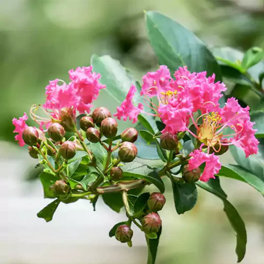 Buy Pink Crape Myrtle (Lagerstroemia Indica) - Plant Online at Lalitenterprise