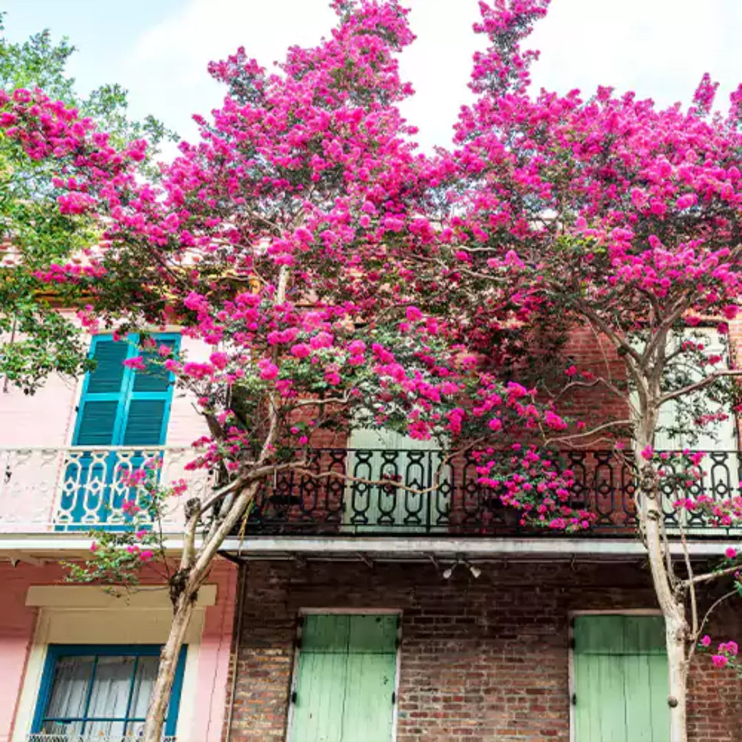 Buy Pink Crape Myrtle - Plant Online at Lalitenterprise