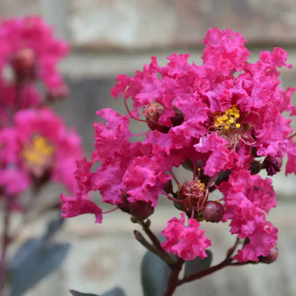 Buy Pink Pearl Black Diamond Plant Online at Lalitenterprise