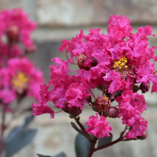 Buy Pink Pearl Black Diamond Plant Online at Lalitenterprise